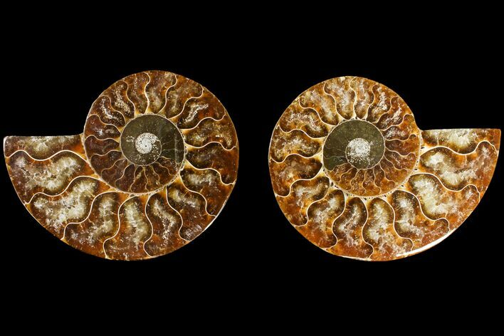 Agate Replaced Ammonite Fossil - Madagascar #145902